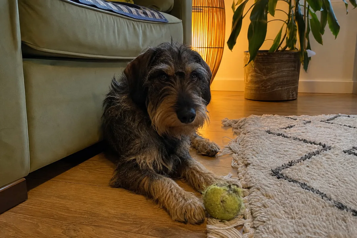 Warm indoor phone photo of a scruffy wire-haired terrier lying on a wooden floor beside a green sofa, looking at the camera, a chewed tennis ball by its paws, a rug and a potted plant behind