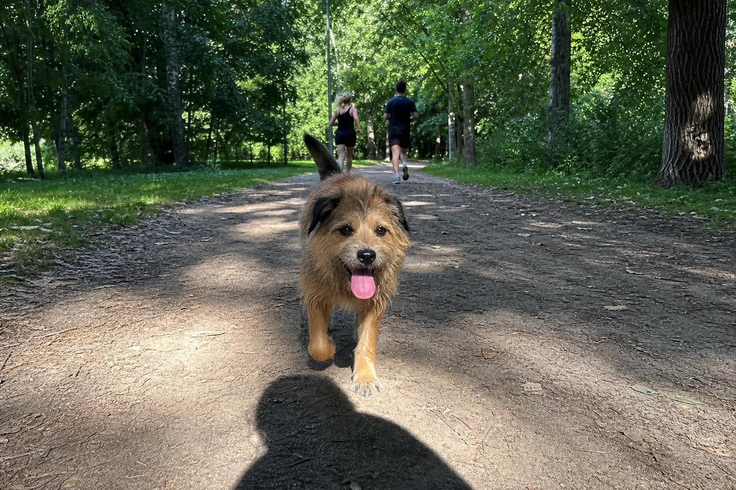 Low-angle phone photo of a scruffy brown dog trotting down a dirt park path with its tongue out, dappled light through the trees, joggers blurred behind, and the photographer’s shadow in the frame, in flat, cool digital colour