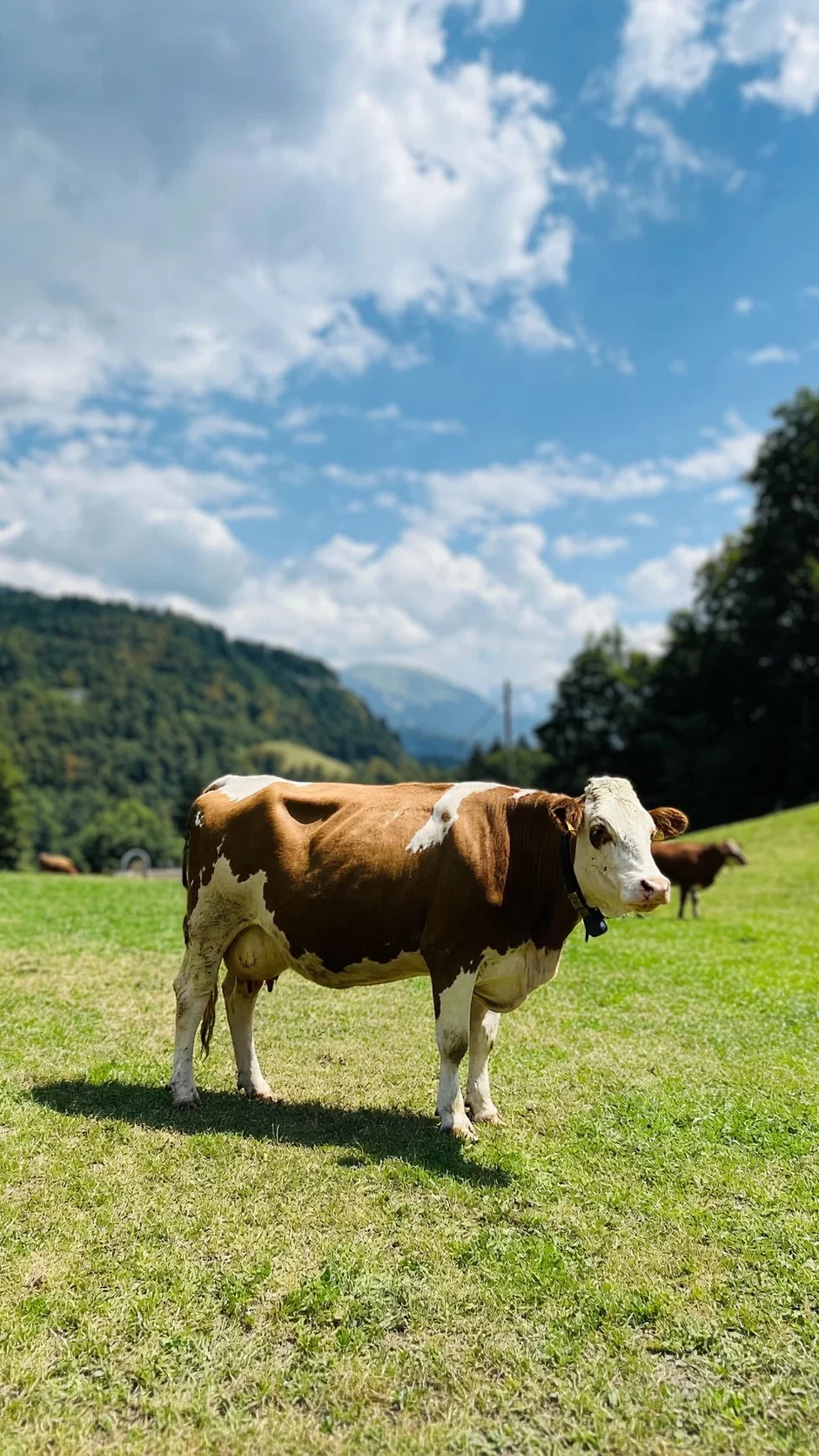 Source image for AI image to video